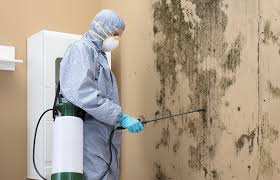 Best Water Damage & Mold Remediation  in Ravenel, SC